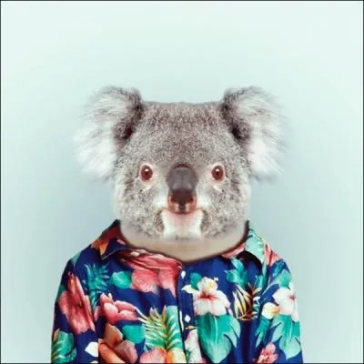 En Australie, cet animal est pass  la ...