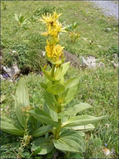 Que fait la gentiane ?