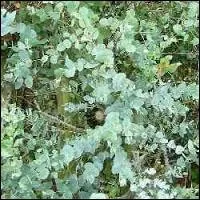 Quel effet a l'eucalyptus sur le corps humain ?