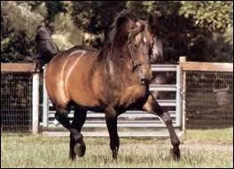 Quel est ce cheval ?