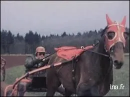 Quel ce cheval de course ?
