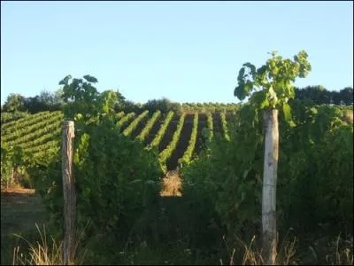 Mais  force manger, on commence  avoir soif, un verre de vin blanc de la Sarthe produit sur les communes de Lhomme et Ruill-sur-Loir, quel est son nom ?