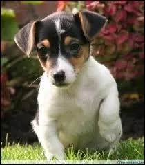 Combien les chiens ont-ils de doigts ?