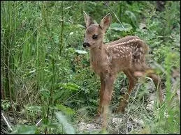 Quel est le bb du chevreuil ?