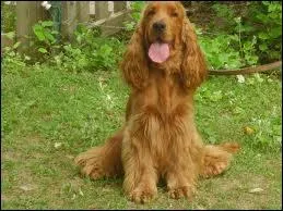 Quel animal est Bill dans Boule et Bill ?