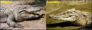 Quelle est la diffrence entre un crocodile et un alligator ?