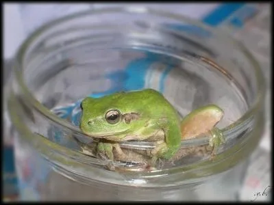 Qu'est-ce que l'chelle numrique ?