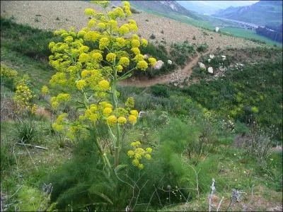 Je suis une plante herbace vivace de la famille des Apiaceae.