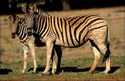 Qu'est-ce qu'un daw (ou dauw) ?