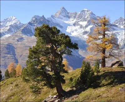 Le pin cembro ou pin des Alpes (Pinus cembra), est une espce d'arbres de la famille des Pinaceae. On l'appelle par plusieurs autres noms. Parmi les noms qui suivent, lequel ne le dsigne pas ?