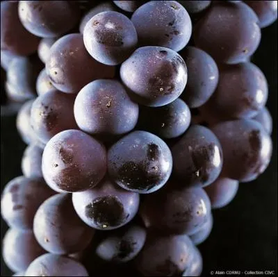 C'est un vin rouge de la catgorie  coteaux champenois  et  base de cpage pinot noir produit en Champagne.