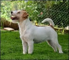 Je suis un sang-pur, mon patronus prend la forme d'un Jack Russell terrier. Je suis :