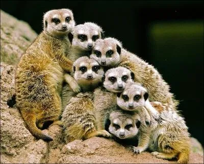 Aucune hsitation possible, ce sont des chiens de prairie !