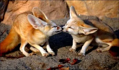 Deux fennecs se font un gros bisou !