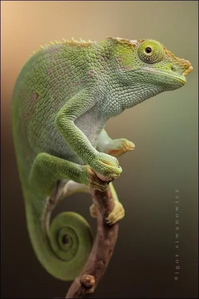 Il peut changer de couleur, c'est l'iguane vert !