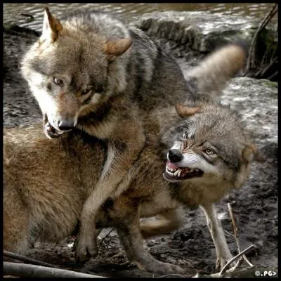 Mais sur celle-ci, prise dans le parc Yellowstone, je vous affirme que ce sont des chacals !