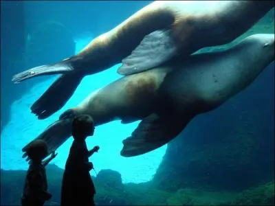 On voit trs bien leurs oreilles, ce sont donc des phoques !