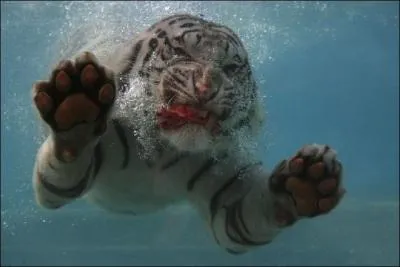 Bien videmment, vous l'avez reconnue, c'est la panthre d'Afrique !