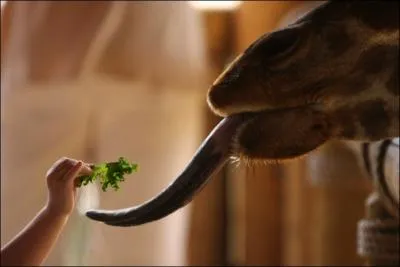 Sur cette photo, il s'agit bien sr d'une girafe !