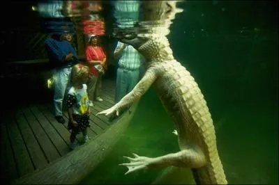 L'alligator peut tre albinos, comme sur la photo !