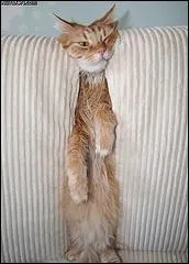 Il vaudrait mieux crire bien au chaud sur le fauteuil, non ? Cet alphabet commena srement  tre utilis  partir du :