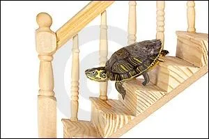 En cas de chute, la carapace est l ! Cette langue est descendante du vieux :