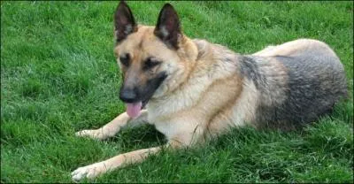 Quel est cet animal ?