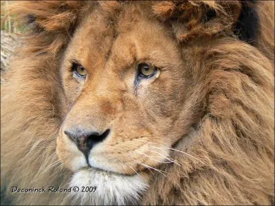 Quel est cet animal ?