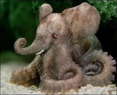 Attention, la question est trompeuse et l'animal tentaculaire !