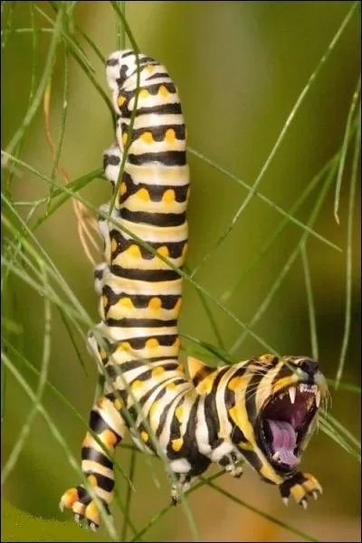 Monsieur et Madame ... ... . . -... . . sont heureux de vous faire part de la naissance de leur fils Hector, mtis !