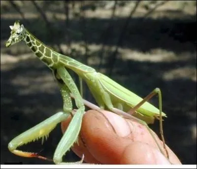 L'amour surmonte tous les obstacles, la preuve, avec un escabeau, tout est possible !