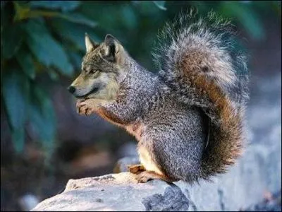 Ce fut loin d'tre facile, Canis lupus n'est pas trs dou pour grimper aux arbres !