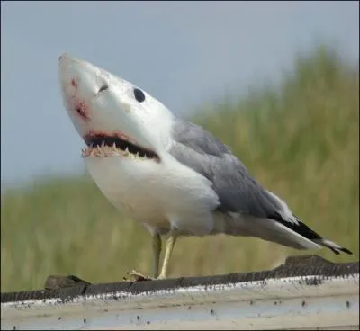 Regardez la bien, car vous ne la verrez pas tous les jours !