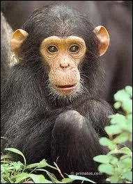 Quel singe est le plus intelligent ?