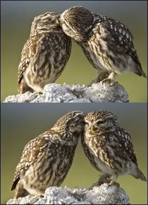 Souvenez-vous, elle s'appelait Justine Girard !