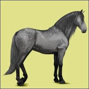 Quelle race n'a pas plusieurs robes ?