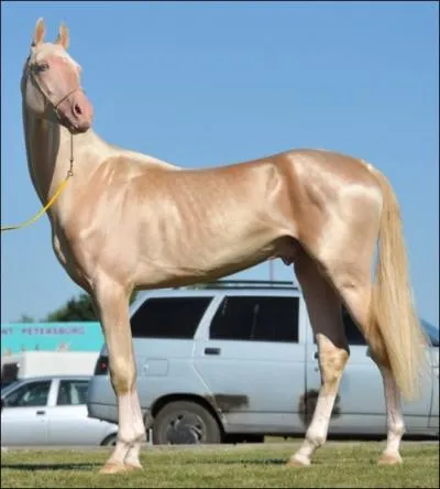 Quelle est cette race ?