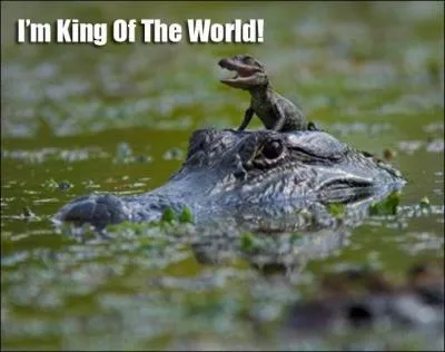 Dans lequel de ces trois pays ne peut-on pas voir un alligator ?