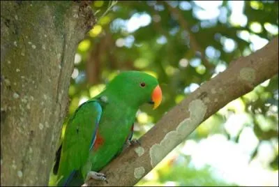 Cet oiseau vert est :