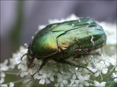 Cet insecte qui ressemble  un bijou est :