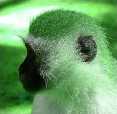 Voici le singe vert d'Afrique, il fait l'objet de toutes les attentions. Pourquoi ?