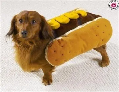 Le territoire du Yukon, les Jeux olympiques d'hiver, le castor, tat fdral.