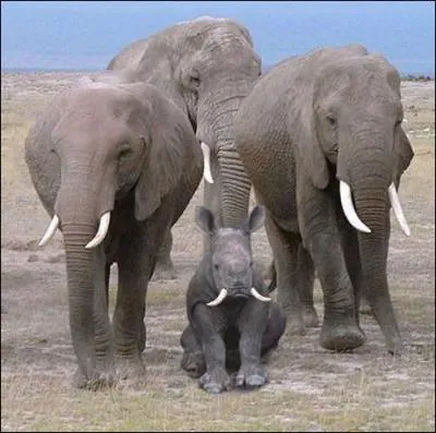 Oubliez son dguisement et trouvez le nombre de lettres contenues dans le nom du plus petit de ces animaux !