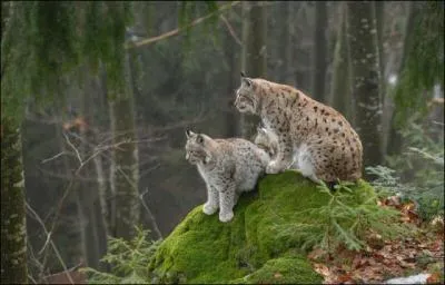Et ce magnifique flin, vous le connaissez certainement, alors trouvez le nombre de lettres contenues dans son nom !