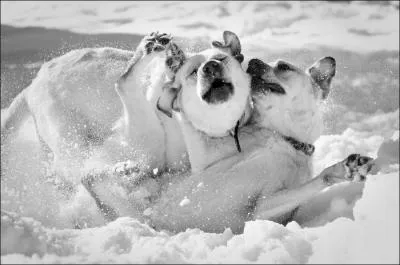 Ne cherchez pas midi  quatorze heures et calculez le nombre de lettres contenues dans le nom, on ne peut plus commun, d'un de ces deux animaux !