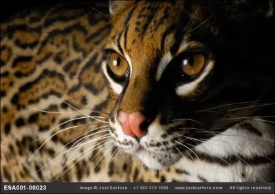 Petit flin arboricole, il vit en Amrique du Sud et Centrale !