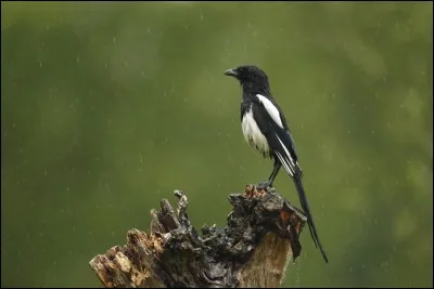 Bien fière et aujourd'hui peu bavarde dirait-on. Quelle est-elle ?