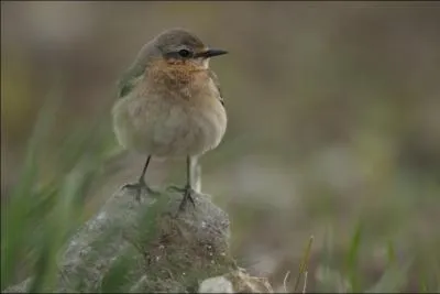 Il appartient à la famille des Muscicapidées. Ces passereaux retournent en Grèce au printemps en même temps que fleurissent les vignes.