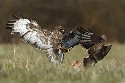 De la famille des Accipitridés, la buse est un rapace :