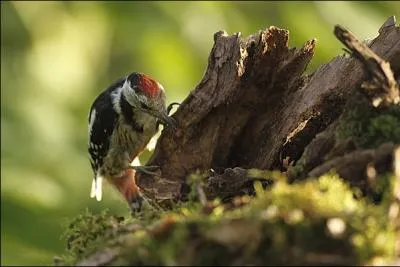 "Un pic mar juvénile, par la souche alléché, est venu devant mon objectif se poster", dit l'auteur de la photographie. Quelle belle livrée pour cet oiseau privilégiant les chênaies. Est-ce une espèce européenne ?